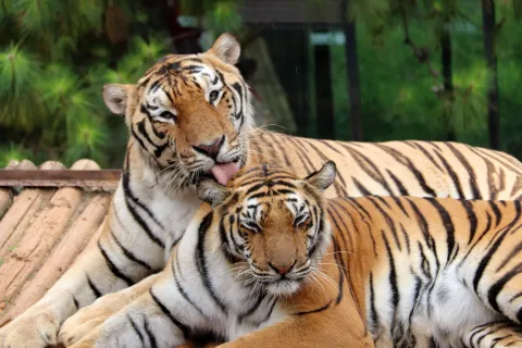雲南野生動物園
