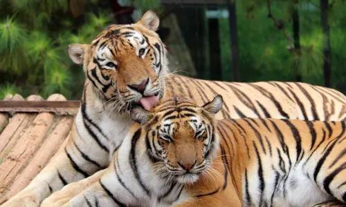 สวนสัตว์ป่ายูนนาน