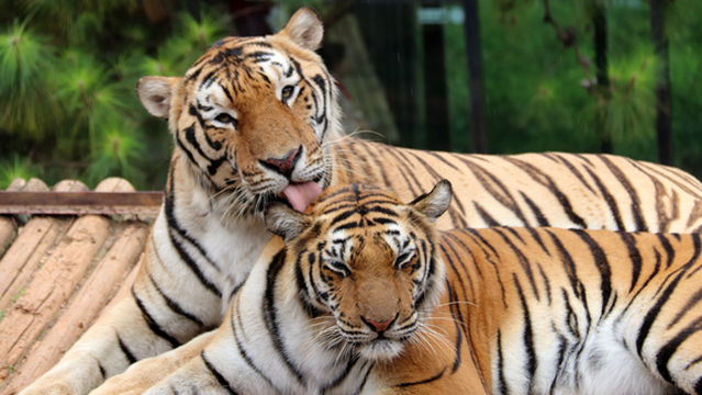 Yunnan Wild Animals Park