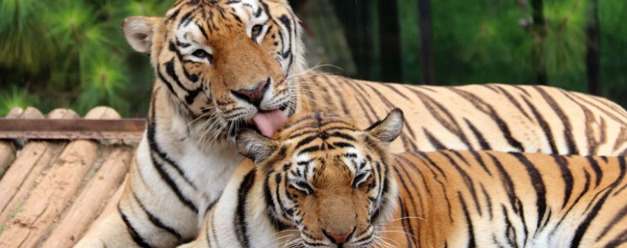 Yunnan Wild Animals Park