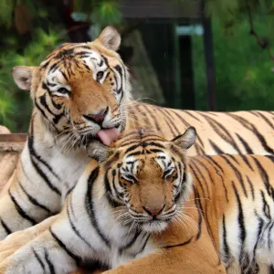雲南野生動物園