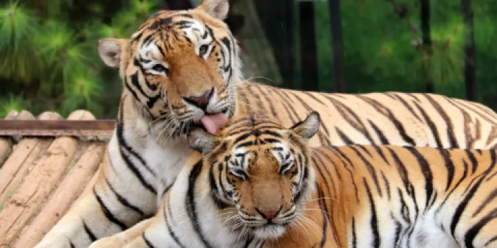 雲南野生動物園