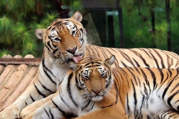 Yunnan Safari Park
