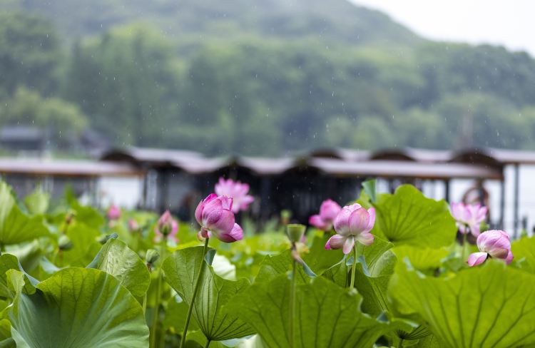 The Turtle Head Park