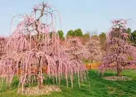 貴州梅園