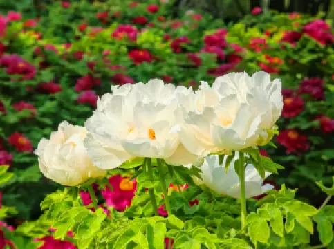 สวนหวางเชง