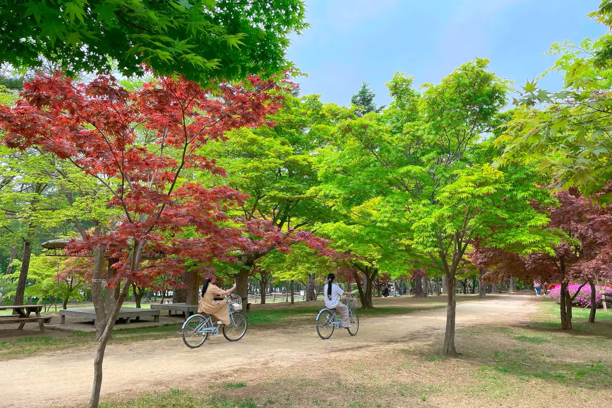 Nami Island cycling