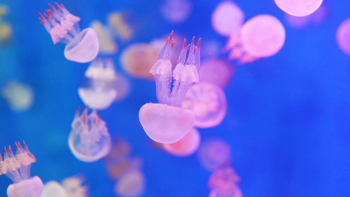 2_Cube Oceanarium Sea World