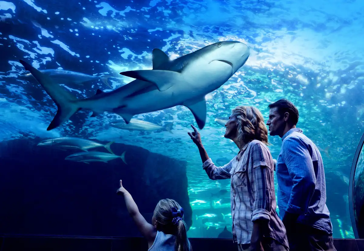 Cairns Aquarium