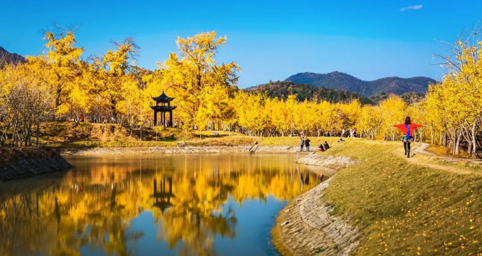 Millennium Ginkgo Valley Cultural Tourism Area