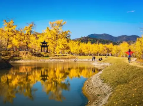 Millennium Ginkgo Valley Cultural Tourism Area