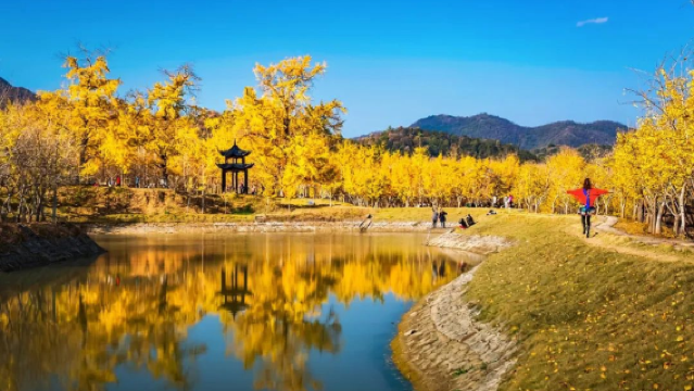 Millennium Ginkgo Valley Cultural Tourism Area
