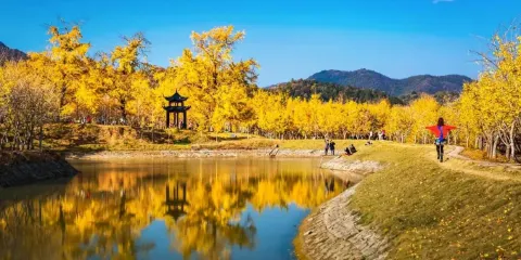 千年銀杏谷文化旅遊區