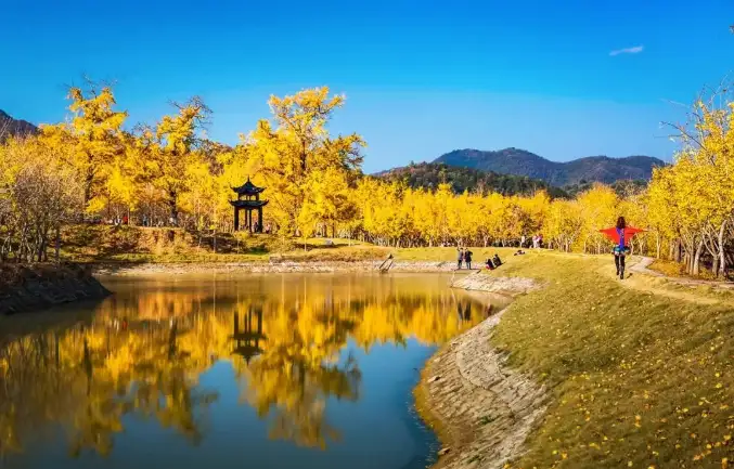 1_千年銀杏谷文化旅遊區