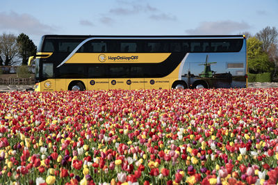 Keukenhof