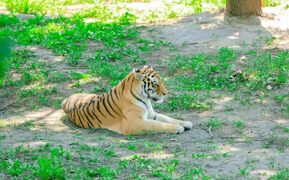 2_Siberia Tiger Park