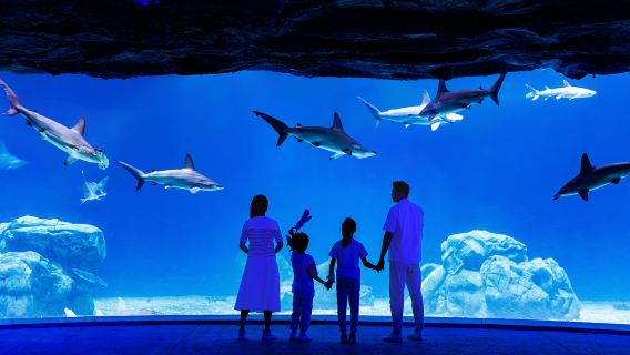 珠海長隆海洋王國企鵝/橫琴灣/馬戲/飛船/迎海2天1晚/3天2晚海洋王國或飛船樂園套票可選長隆秀卡卡虎套餐