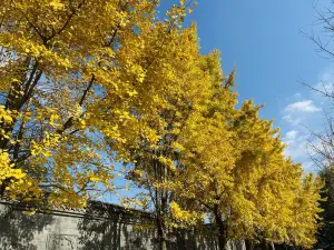 Attrazioni per la visione autunnale a Langzhong: le opzioni più popolari