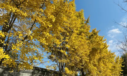 Ancient City of Langzhong