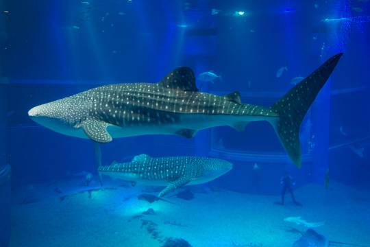 奈良公園+大阪海遊館+大阪樂高探索中心+天保山摩天輪一日遊