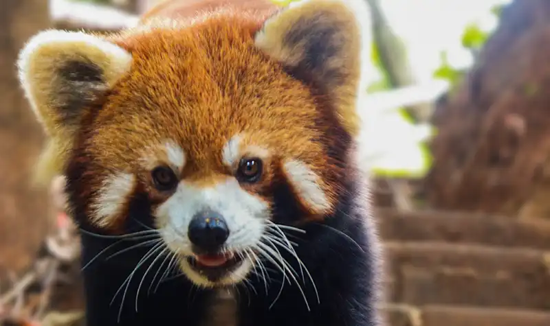 4_Red Panda Forest Park