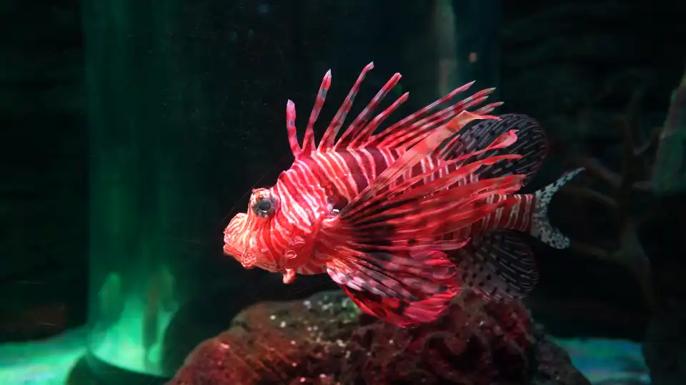 4_Chongqing Haichang Ocean Park