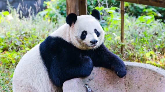 China Bamboo Expo Park