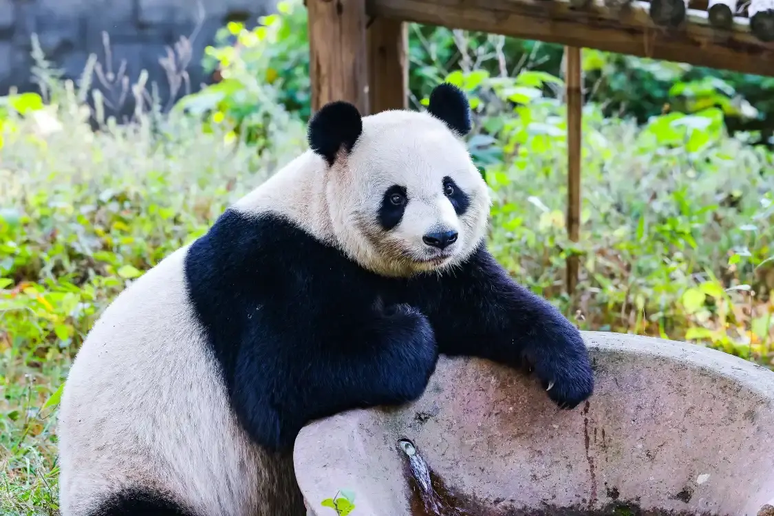 Hotel berhampiran China Bamboo Expo Park