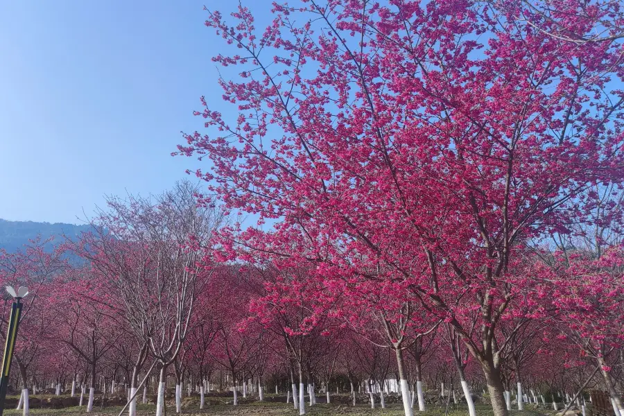 玉潭櫻花谷景區