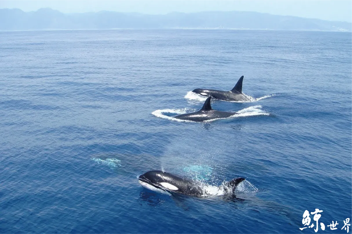 5_whaleworld Whale Watching Experience in Hualien