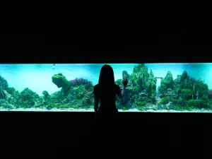 Grandview Aquarium
