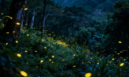 Firefly Watching in Kota Kinabalu