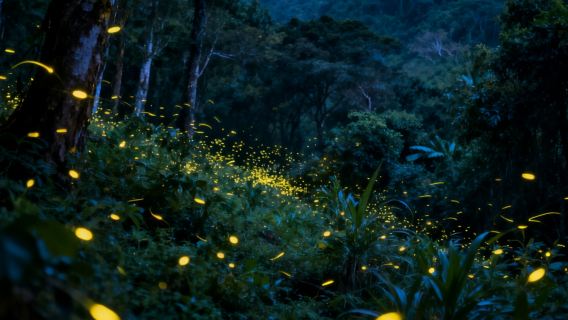 Fireflies Watching in Kota Kinabalu