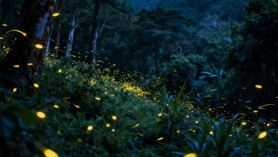 Firefly Watching in Kota Kinabalu