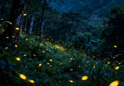 Fireflies Watching in Kota Kinabalu