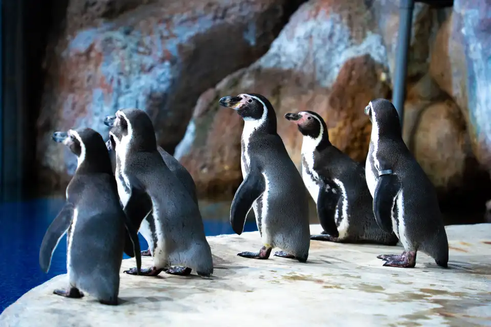 2_Fuzhou Luoyuan Bay Ocean World Tourist Area