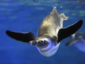 墨田水族館