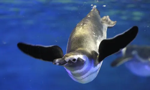 墨田水族館