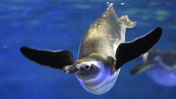 Sumida Aquarium
