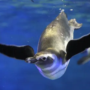 墨田水族館