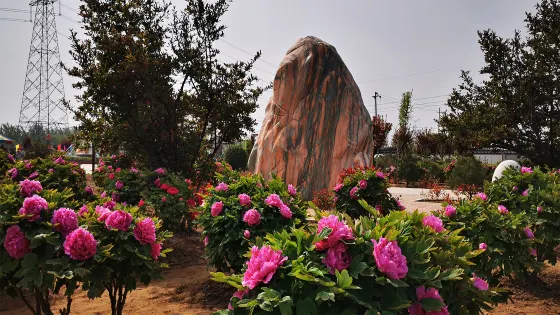 登星牡丹園