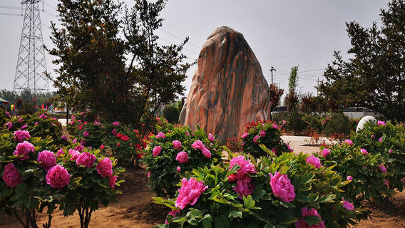 Dengxing Peony Garden