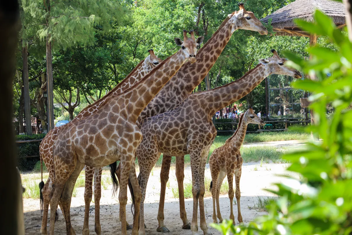5_上海野生動物園