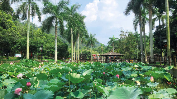 Tai Tong Organic EcoPark