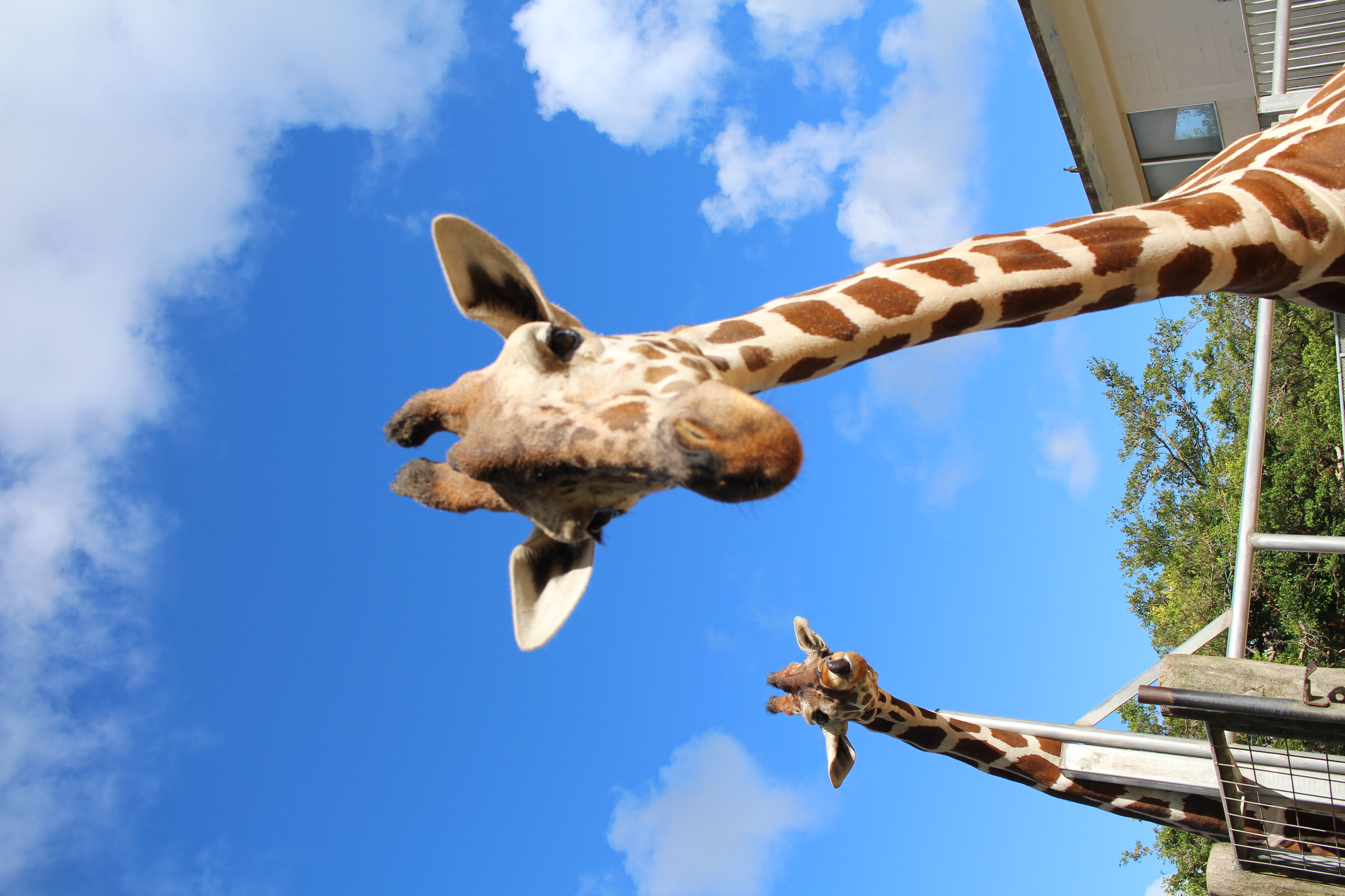 沖縄こどもの国 Okinawa zoo ＆ museum 入場Eチケット 予約