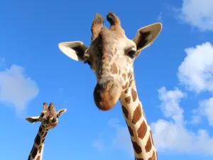 Okinawa Zoo & Museum