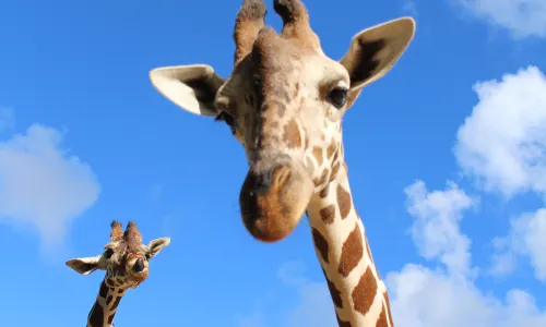 Okinawa Zoo & Museum