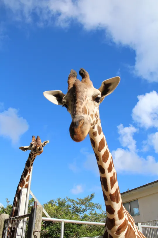 4_Okinawa Zoo & Museum