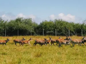 Valley of the Yak Deer