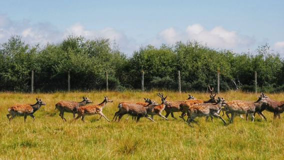 Valley of the Yak Deer